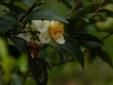 Fotografia da espécie Camellia sinensis