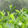 Fotografia 8 da espécie Camellia sinensis do Jardim Botânico UTAD