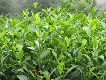 Fotografia da espécie Camellia sinensis