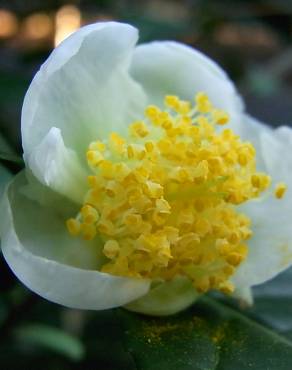 Fotografia 10 da espécie Camellia sinensis no Jardim Botânico UTAD