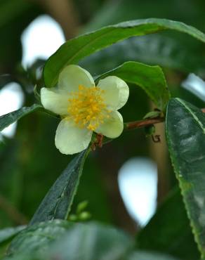 Fotografia 11 da espécie Camellia sinensis no Jardim Botânico UTAD