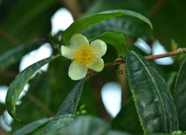 Fotografia da espécie Camellia sinensis