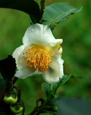 Fotografia 12 da espécie Camellia sinensis no Jardim Botânico UTAD