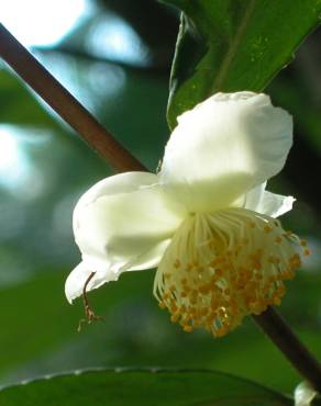 Fotografia 13 da espécie Camellia sinensis no Jardim Botânico UTAD