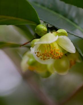 Fotografia 14 da espécie Camellia sinensis no Jardim Botânico UTAD