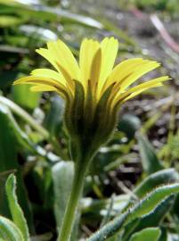 Fotografia da espécie Calendula arvensis