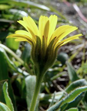 Fotografia 10 da espécie Calendula arvensis no Jardim Botânico UTAD