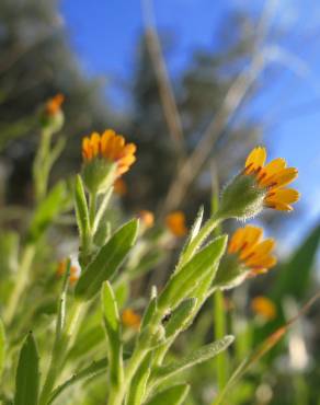 Fotografia 11 da espécie Calendula arvensis no Jardim Botânico UTAD