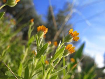 Fotografia da espécie Calendula arvensis