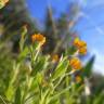 Fotografia 11 da espécie Calendula arvensis do Jardim Botânico UTAD