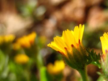 Fotografia da espécie Calendula arvensis