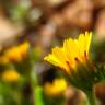 Fotografia 12 da espécie Calendula arvensis do Jardim Botânico UTAD