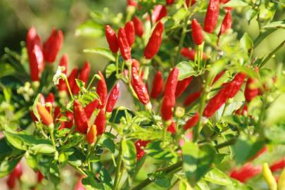 Fotografia da espécie Capsicum annuum