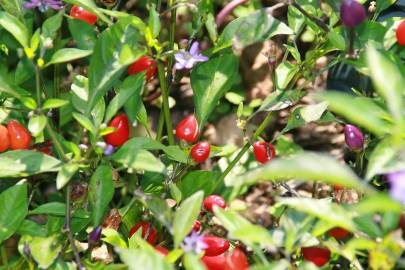 Fotografia da espécie Capsicum annuum