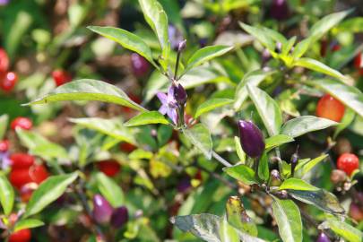 Fotografia da espécie Capsicum annuum