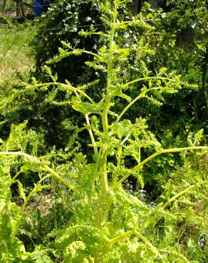 Fotografia 14 da espécie Beta vulgaris no Jardim Botânico UTAD