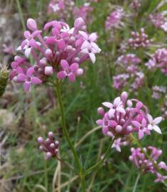 Fotografia da espécie Asperula hirsuta for. hirsuta