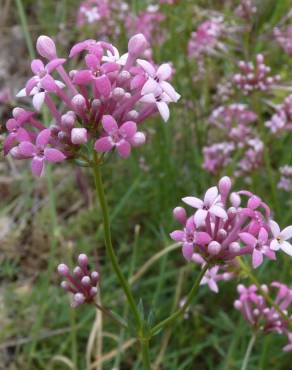 Fotografia 10 da espécie Asperula hirsuta for. hirsuta no Jardim Botânico UTAD