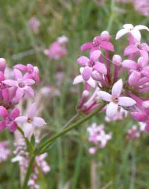 Fotografia 11 da espécie Asperula hirsuta for. hirsuta no Jardim Botânico UTAD