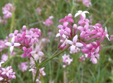 Fotografia da espécie Asperula hirsuta for. hirsuta