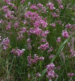 Fotografia da espécie Asperula hirsuta for. hirsuta