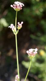 Fotografia da espécie Asperula hirsuta for. hirsuta