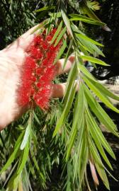 Fotografia da espécie Callistemon viminalis