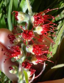 Fotografia da espécie Callistemon viminalis