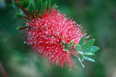 Fotografia da espécie Callistemon viminalis