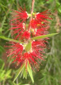 Fotografia da espécie Callistemon viminalis