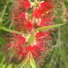 Fotografia 5 da espécie Callistemon viminalis do Jardim Botânico UTAD