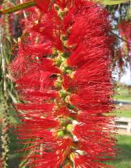 Callistemon viminalis