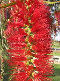 Fotografia da espécie Callistemon viminalis