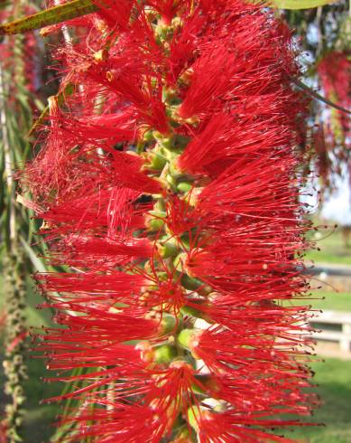 Fotografia de capa Callistemon viminalis - do Jardim Botânico