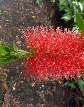 Fotografia 6 da espécie Callistemon viminalis no Jardim Botânico UTAD