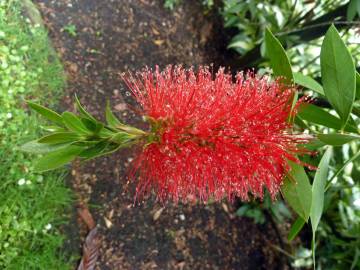 Fotografia da espécie Callistemon viminalis