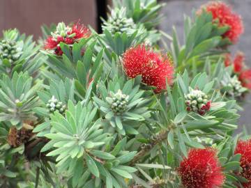 Fotografia da espécie Callistemon viminalis