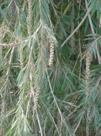 Fotografia da espécie Callistemon viminalis