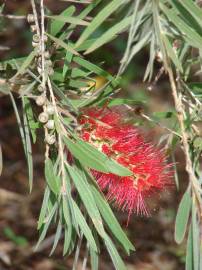 Fotografia da espécie Callistemon viminalis