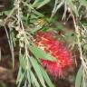 Fotografia 9 da espécie Callistemon viminalis do Jardim Botânico UTAD