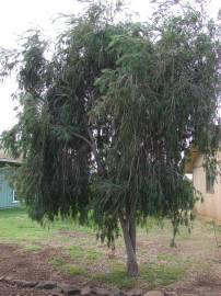 Fotografia da espécie Callistemon viminalis