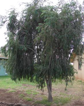 Fotografia 10 da espécie Callistemon viminalis no Jardim Botânico UTAD