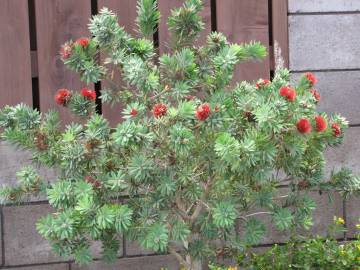 Fotografia da espécie Callistemon viminalis