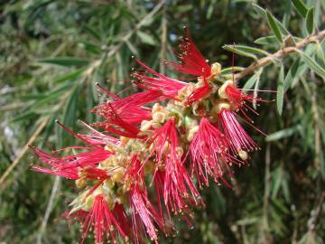 Fotografia da espécie Callistemon viminalis