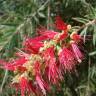 Fotografia 12 da espécie Callistemon viminalis do Jardim Botânico UTAD