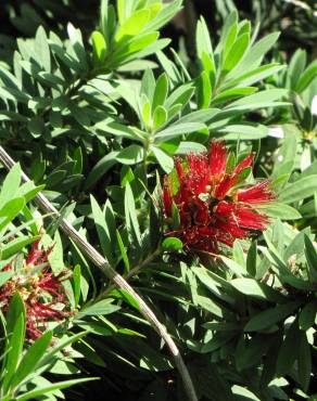 Fotografia 13 da espécie Callistemon viminalis no Jardim Botânico UTAD