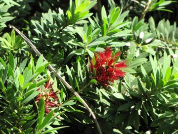 Fotografia da espécie Callistemon viminalis