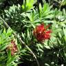 Fotografia 13 da espécie Callistemon viminalis do Jardim Botânico UTAD