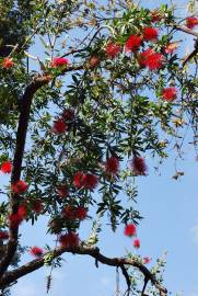 Fotografia da espécie Callistemon viminalis