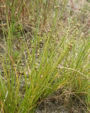 Fotografia da espécie Isolepis pseudosetacea